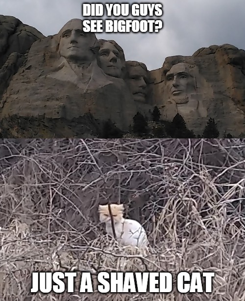 Rushmore | DID YOU GUYS SEE BIGFOOT? JUST A SHAVED CAT | image tagged in bigfoot | made w/ Imgflip meme maker