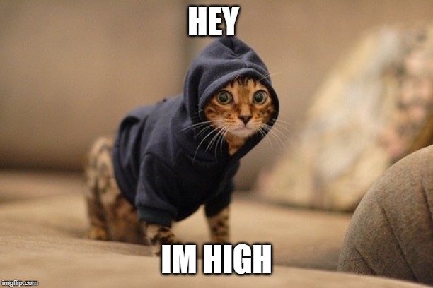 Hoody Cat Meme | HEY; IM HIGH | image tagged in memes,hoody cat | made w/ Imgflip meme maker