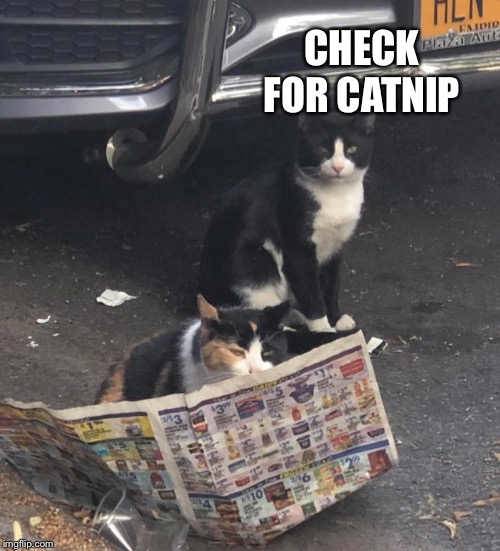 CHECK FOR CATNIP | made w/ Imgflip meme maker