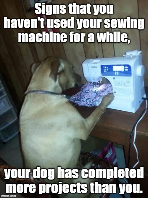 Sewing Dog | Signs that you haven't used your sewing machine for a while, your dog has completed more projects than you. | image tagged in sewing dog | made w/ Imgflip meme maker