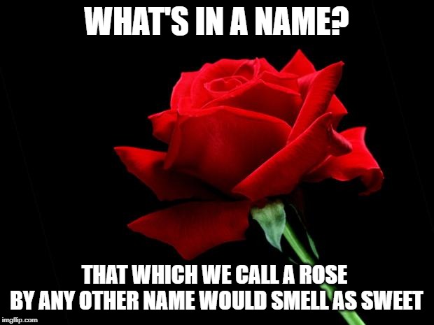 rose | WHAT'S IN A NAME? THAT WHICH WE CALL A ROSE 
BY ANY OTHER NAME WOULD SMELL AS SWEET | image tagged in rose | made w/ Imgflip meme maker