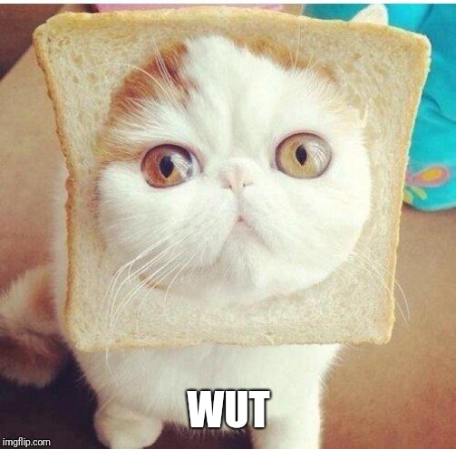 Breadcat | WUT | image tagged in breadcat | made w/ Imgflip meme maker