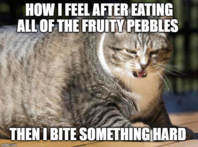 Thicc cat | HOW I FEEL AFTER EATING ALL OF THE FRUITY PEBBLES; THEN I BITE SOMETHING HARD | image tagged in good boy | made w/ Imgflip meme maker