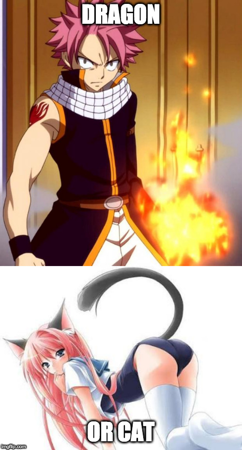 DRAGON OR CAT | image tagged in natsu fairytail,cat girl | made w/ Imgflip meme maker