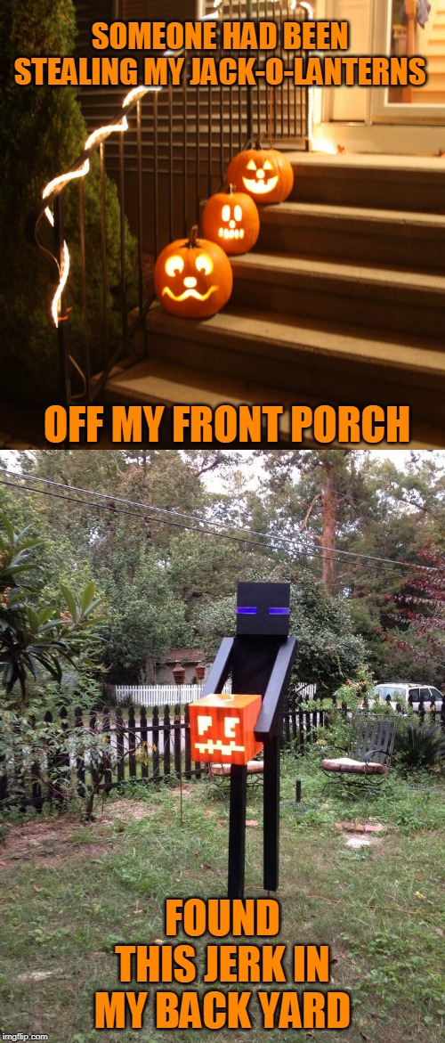 ENDERMAN STEALING MY PUMPKINS! | SOMEONE HAD BEEN STEALING MY JACK-O-LANTERNS; OFF MY FRONT PORCH; FOUND THIS JERK IN MY BACK YARD | image tagged in minecraft,enderman,jack-o-lanterns,spooktober | made w/ Imgflip meme maker
