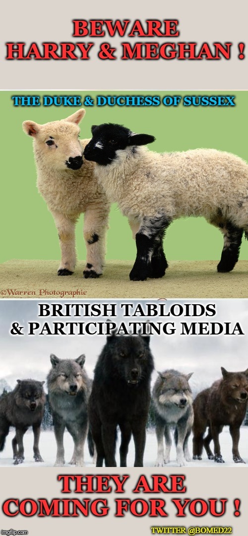 Beware Harry & Meghan -  You poor lambs | image tagged in prince harry,meghan markle,royal family,royal wedding,grumpy cat,distracted boyfriend | made w/ Imgflip meme maker
