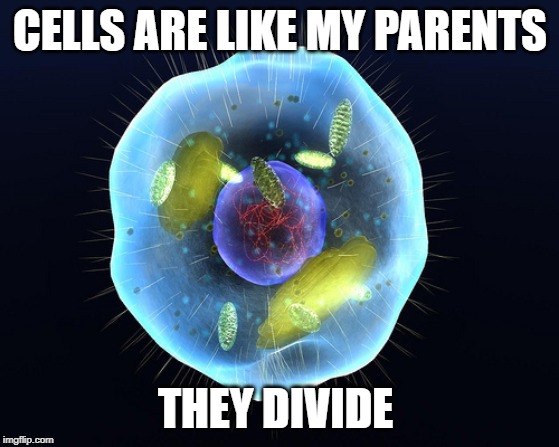 Cells animation  | CELLS ARE LIKE MY PARENTS; THEY DIVIDE | image tagged in cells animation | made w/ Imgflip meme maker