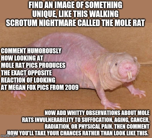 What if the Dummies series created instructions for creating memes? | FIND AN IMAGE OF SOMETHING UNIQUE, LIKE THIS WALKING SCROTUM NIGHTMARE CALLED THE MOLE RAT; COMMENT HUMOROUSLY HOW LOOKING AT MOLE RAT PICS PRODUCES THE EXACT OPPOSITE REACTION OF LOOKING AT MEGAN FOX PICS FROM 2009; NOW ADD WHITTY OBSERVATIONS ABOUT MOLE RATS INVULNERABILITY TO SUFFOCATION, AGING, CANCER, RADIATION, OR PHYSICAL PAIN. THEN COMMENT HOW YOU'LL TAKE YOUR CHANCES RATHER THAN LOOK LIKE THIS. | image tagged in naked mole rat | made w/ Imgflip meme maker