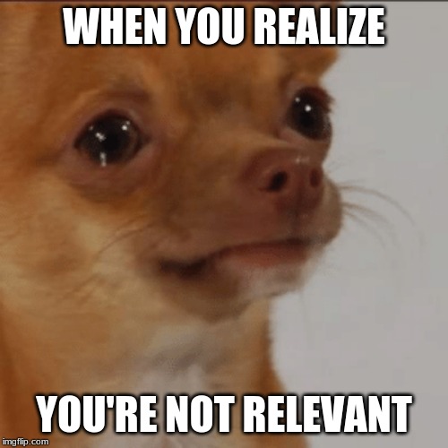 a dogs enlightenment | WHEN YOU REALIZE; YOU'RE NOT RELEVANT | image tagged in dogs | made w/ Imgflip meme maker