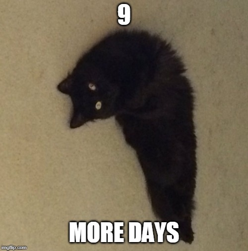 HALLOWEEN IS ALMOST HERE! | 9; MORE DAYS | image tagged in cats,halloween,spooktober | made w/ Imgflip meme maker