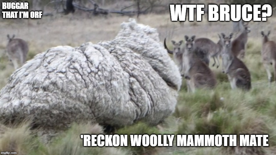 WTF Bruce? | BUGGAR THAT I'M ORF; WTF BRUCE? 'RECKON WOOLLY MAMMOTH MATE | image tagged in chris the sheep,sheepzilla,rip,rest in fleece | made w/ Imgflip meme maker