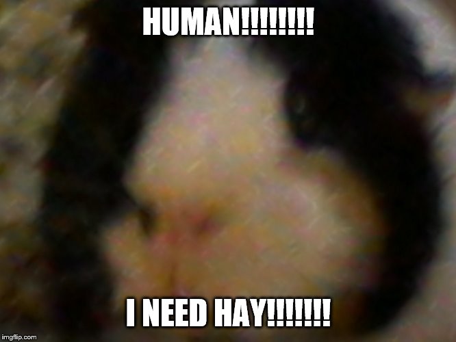 I need hay | HUMAN!!!!!!!! I NEED HAY!!!!!!! | image tagged in max the piggie,guinea pig | made w/ Imgflip meme maker