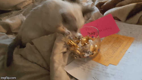 Cat and candy | image tagged in gifs,cats | made w/ Imgflip images-to-gif maker