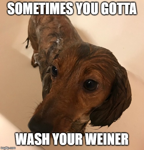 Washing Weiner | SOMETIMES YOU GOTTA; WASH YOUR WEINER | image tagged in dachshund | made w/ Imgflip meme maker