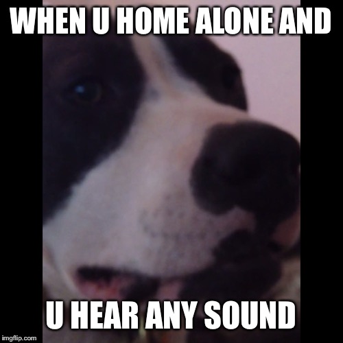 Dog who dis | WHEN U HOME ALONE AND; U HEAR ANY SOUND | image tagged in funny dogs,funny dog memes,scared dog,home alone,dog,scared | made w/ Imgflip meme maker