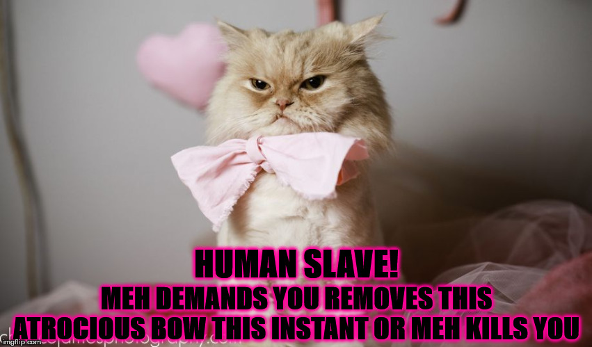 REMOVE IT | MEH DEMANDS YOU REMOVES THIS ATROCIOUS BOW THIS INSTANT OR MEH KILLS YOU; HUMAN SLAVE! | image tagged in remove it | made w/ Imgflip meme maker