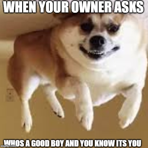 WHEN YOUR OWNER ASKS; WHOS A GOOD BOY AND YOU KNOW ITS YOU | made w/ Imgflip meme maker