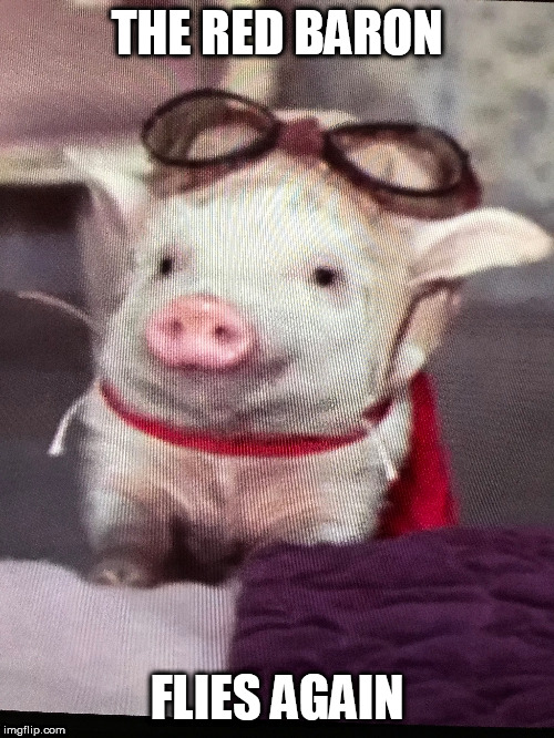 Green Acres | THE RED BARON; FLIES AGAIN | image tagged in pig,red baron,green acres,arnold,cute | made w/ Imgflip meme maker
