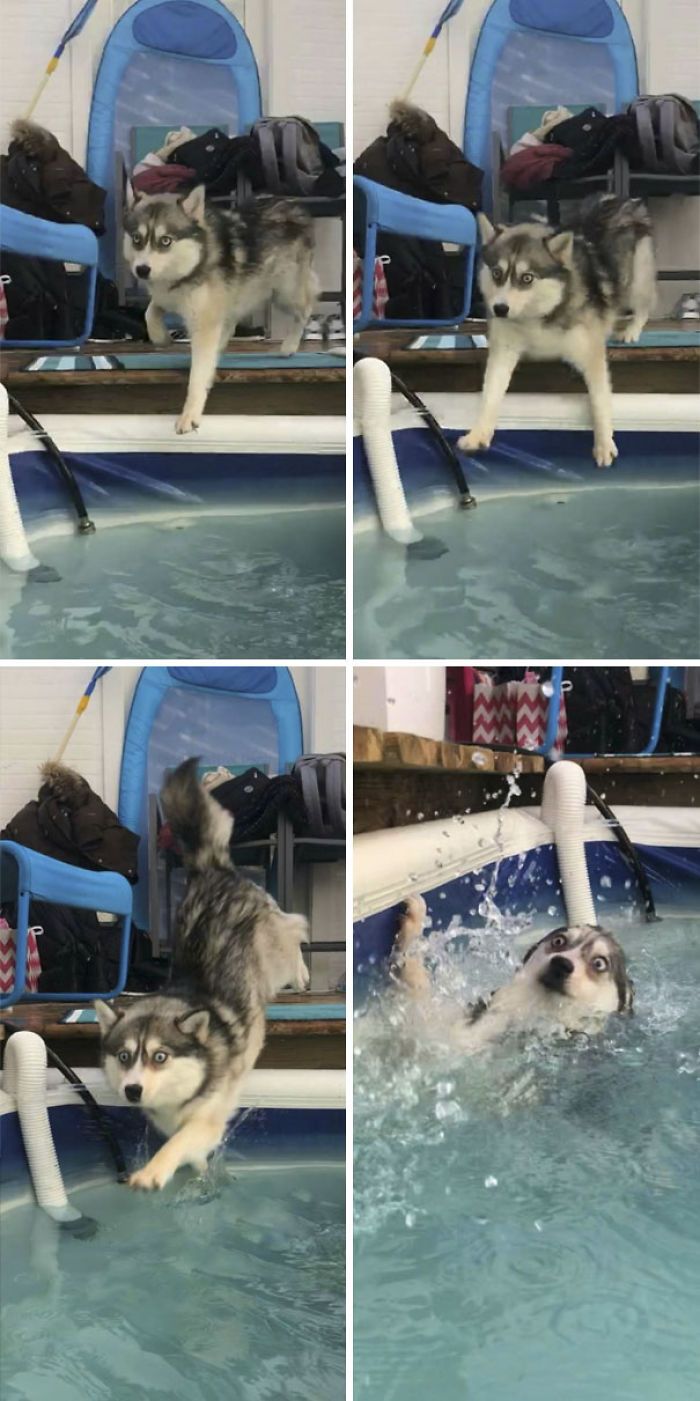 High Quality Dog falling into pool Blank Meme Template