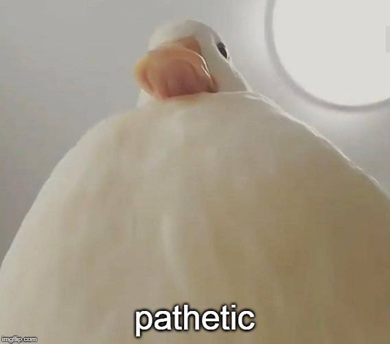 pathetic (duck#1) | pathetic | image tagged in pathetic duck1 | made w/ Imgflip meme maker