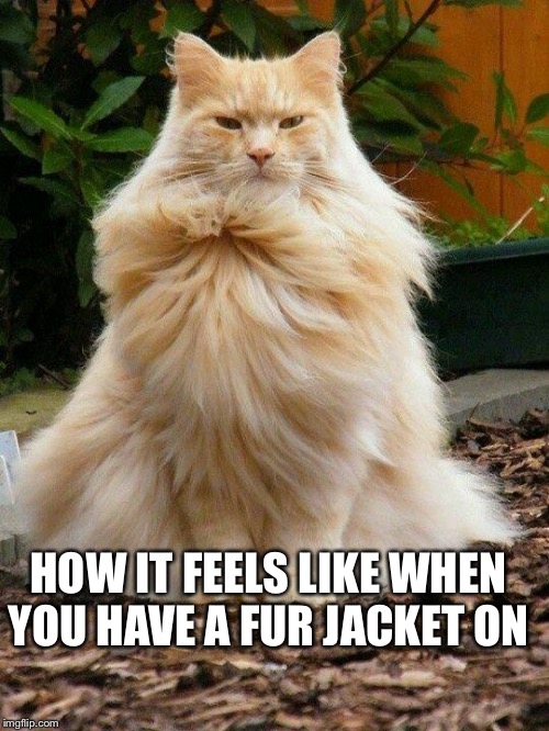 Proud Cat | HOW IT FEELS LIKE WHEN YOU HAVE A FUR JACKET ON | image tagged in proud cat | made w/ Imgflip meme maker