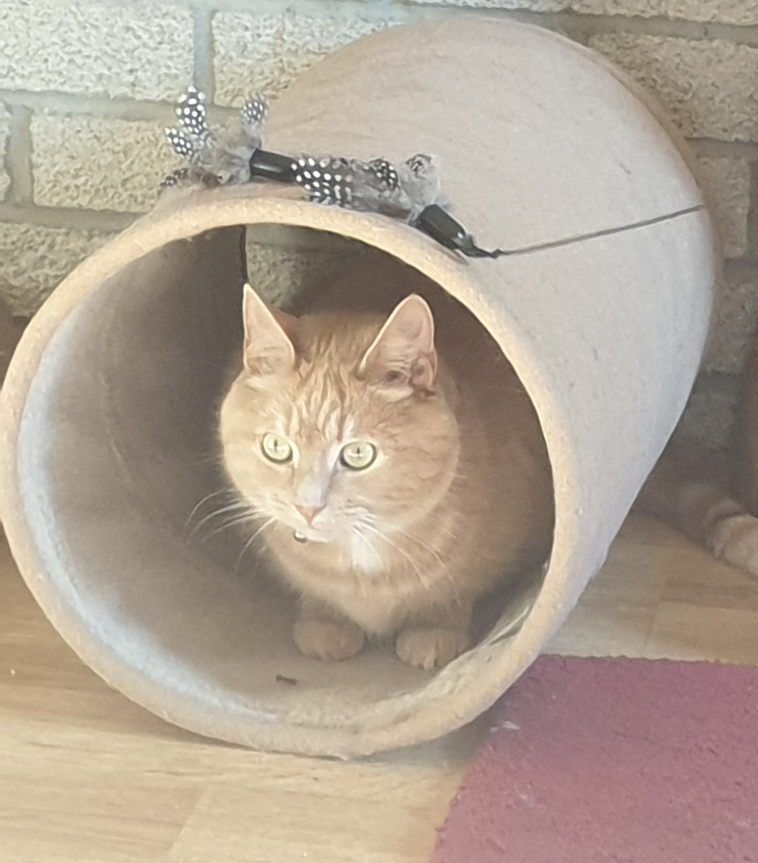 cat in a tunnel Blank Meme Template