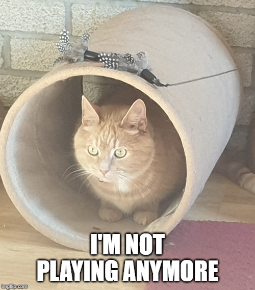 cat in a tunnel | I'M NOT PLAYING ANYMORE | image tagged in cat in a tunnel | made w/ Imgflip meme maker