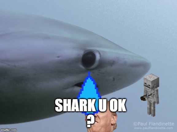Shark u ok | SHARK U OK
? | image tagged in shark u ok | made w/ Imgflip meme maker