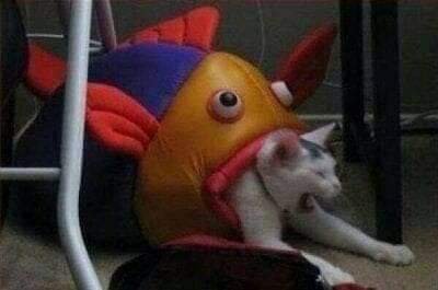Cat eaten by play-fish Blank Meme Template