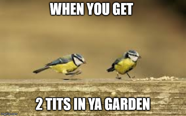 2 tits | WHEN YOU GET; 2 TITS IN YA GARDEN | image tagged in funny,laughing villains,jokes | made w/ Imgflip meme maker