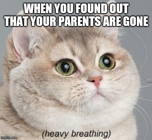 Heavy Breathing Cat | WHEN YOU FOUND OUT THAT YOUR PARENTS ARE GONE | image tagged in memes,heavy breathing cat | made w/ Imgflip meme maker