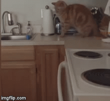 Come at Me Fido | image tagged in gifs,funny cat | made w/ Imgflip video-to-gif maker