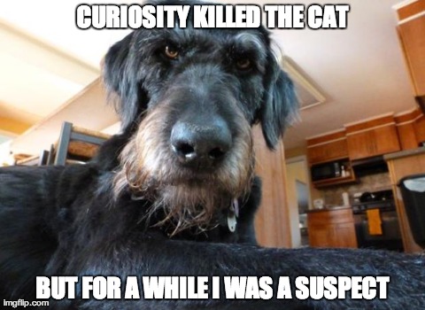 Seriously Frodo | CURIOSITY KILLED THE CAT BUT FOR A WHILE I WAS A SUSPECT | image tagged in dog sarcasm | made w/ Imgflip meme maker
