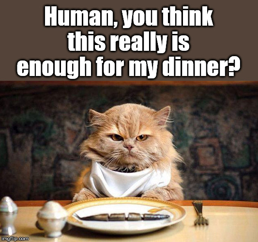 He needs a whole salmon | Human, you think this really is enough for my dinner? | image tagged in cats | made w/ Imgflip meme maker