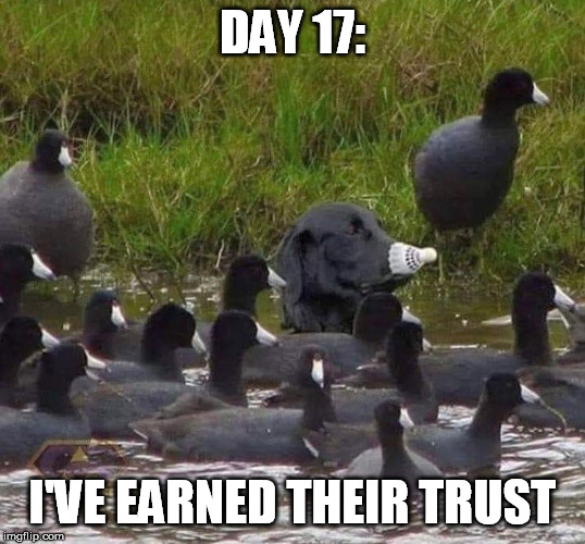 They still suspect nothing |  DAY 17:; I'VE EARNED THEIR TRUST | image tagged in sneak 100,trust,blend in,dog,ducks | made w/ Imgflip meme maker