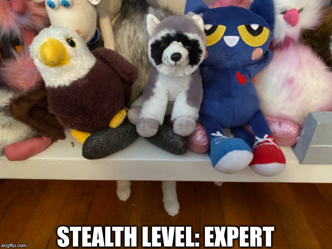 Stealth level intermediate | STEALTH LEVEL: EXPERT | image tagged in cats | made w/ Imgflip meme maker