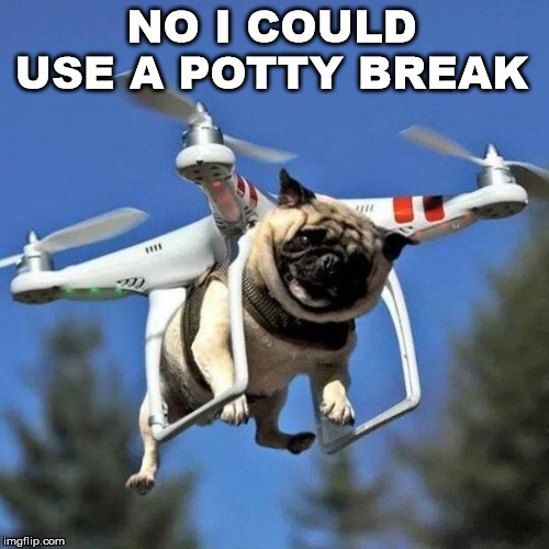 Flying Pug | NO I COULD USE A POTTY BREAK | image tagged in flying pug | made w/ Imgflip meme maker