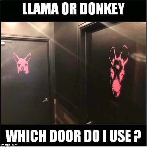 Toilet Door Confusion | LLAMA OR DONKEY; WHICH DOOR DO I USE ? | image tagged in fun,toilets | made w/ Imgflip meme maker
