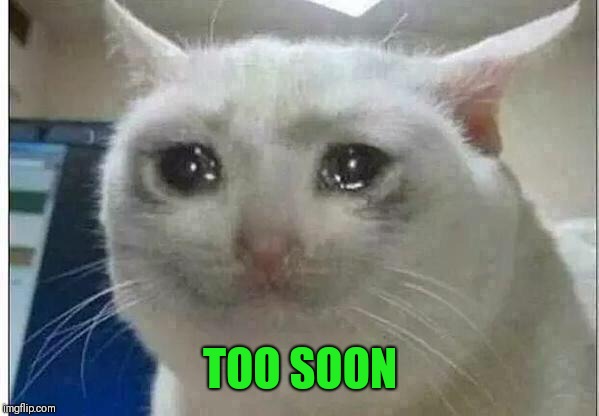 crying cat | TOO SOON | image tagged in crying cat | made w/ Imgflip meme maker