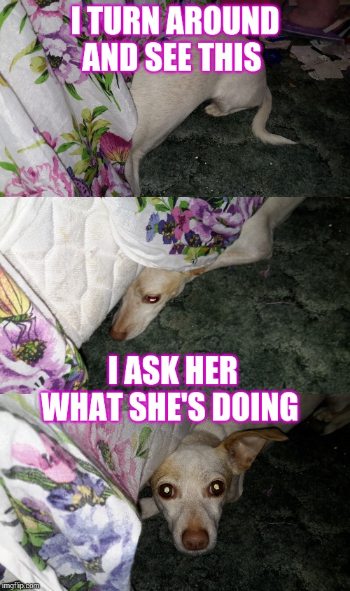 I look behind me and lift up the bed skirt and see this she's the dog I'm dog-sitting | I TURN AROUND AND SEE THIS; I ASK HER WHAT SHE'S DOING | image tagged in funny animals | made w/ Imgflip meme maker