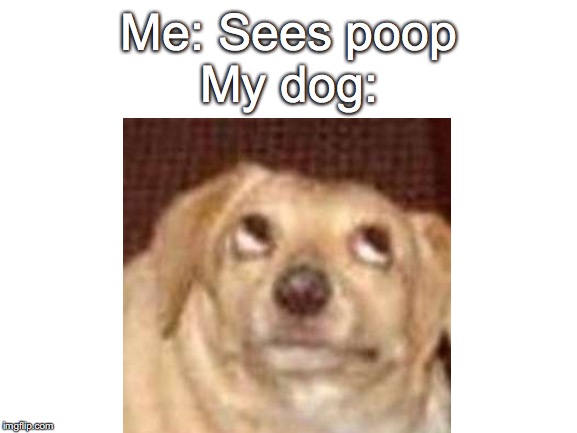 Stinky poop | Me: Sees poop
My dog: | image tagged in funny,dog | made w/ Imgflip meme maker