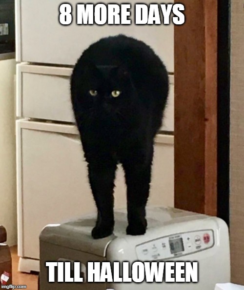 8 | 8 MORE DAYS; TILL HALLOWEEN | image tagged in halloween,spooktober,cats | made w/ Imgflip meme maker