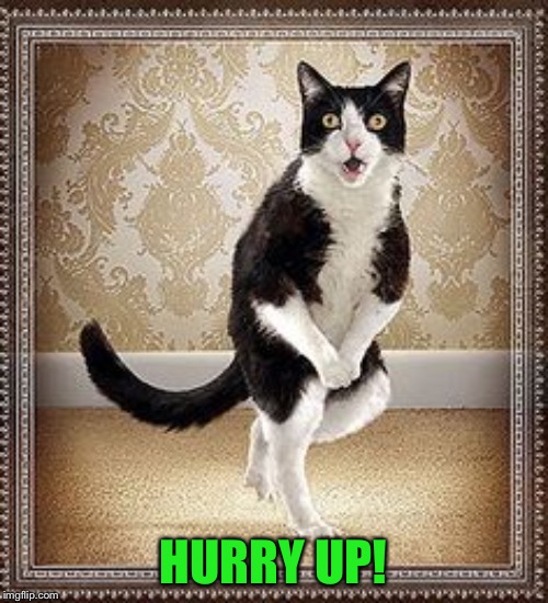 cat pee pee dance | HURRY UP! | image tagged in cat pee pee dance | made w/ Imgflip meme maker