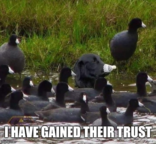 Duck, Duck, Dog? | I HAVE GAINED THEIR TRUST | image tagged in dog,ducks | made w/ Imgflip meme maker