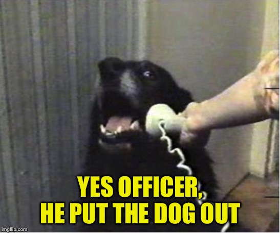 Yes this is dog | YES OFFICER, HE PUT THE DOG OUT | image tagged in yes this is dog | made w/ Imgflip meme maker