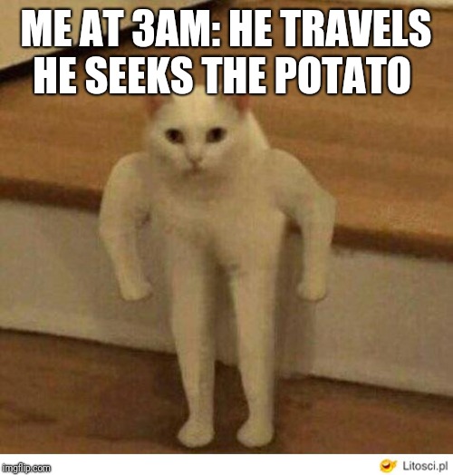 Buff Half Cat | ME AT 3AM: HE TRAVELS HE SEEKS THE POTATO | image tagged in buff half cat | made w/ Imgflip meme maker