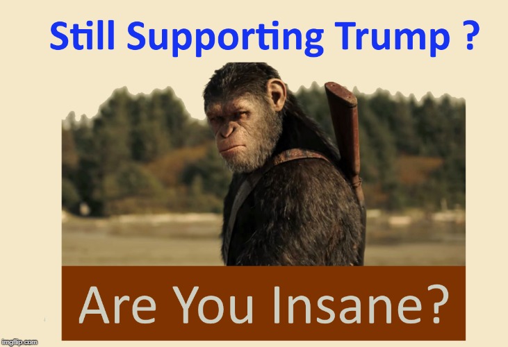Your are Insane or Trump is or most Likely BOTH | image tagged in trump,insane,trump is insane | made w/ Imgflip meme maker