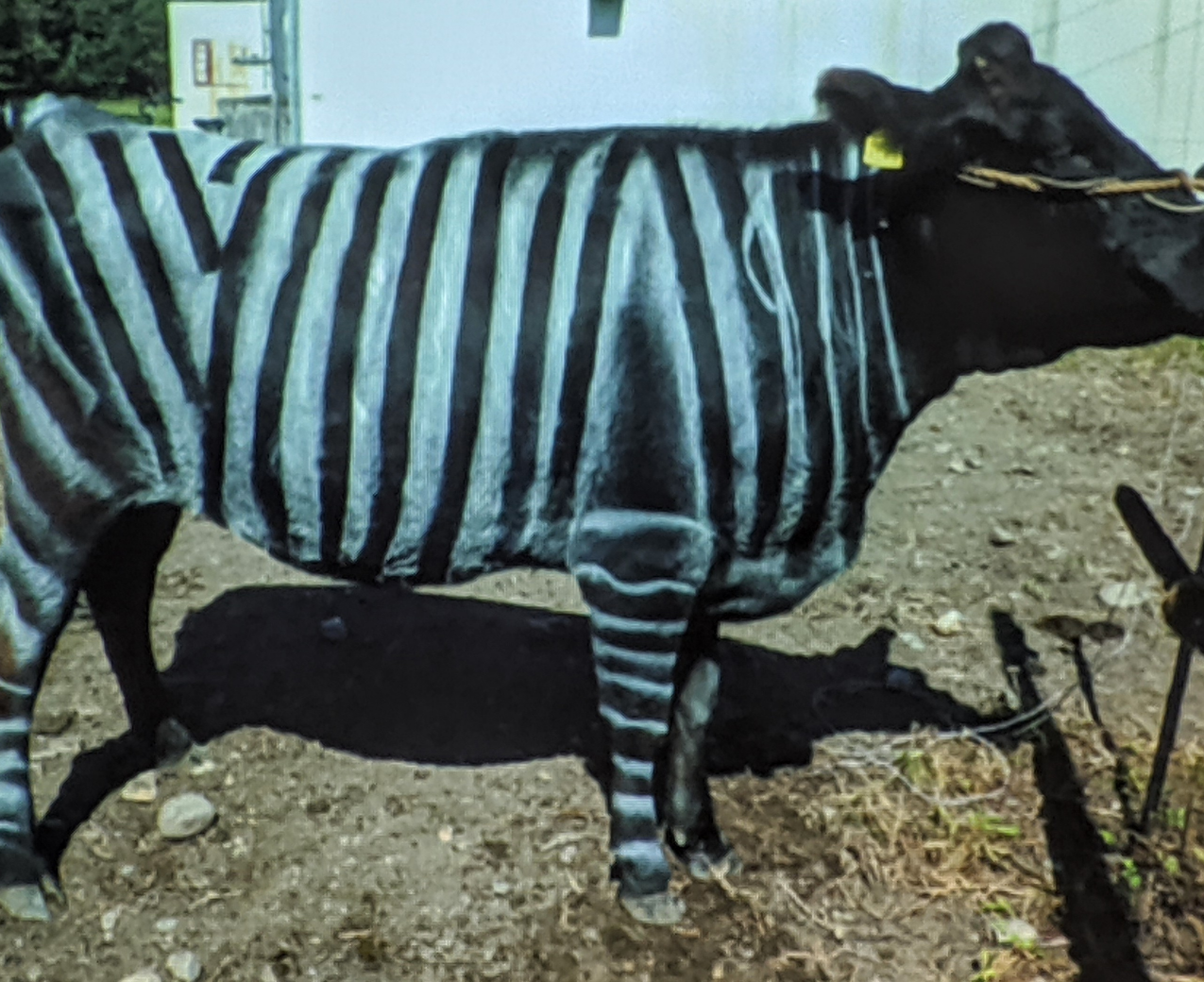 High Quality Zebra Cow Blank Meme Template