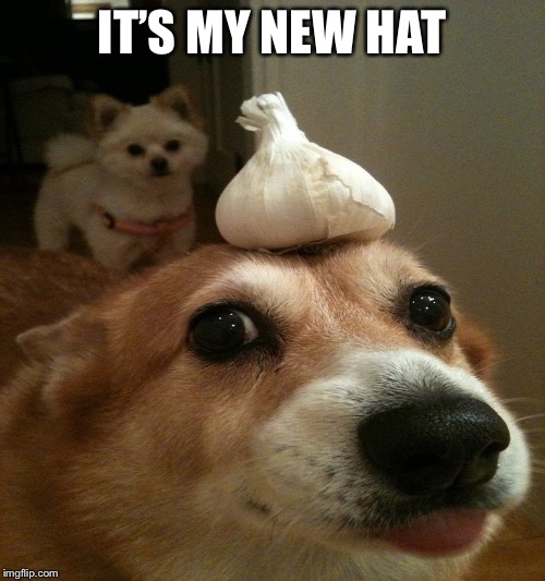 Onion Corgi | IT’S MY NEW HAT | image tagged in onion corgi | made w/ Imgflip meme maker