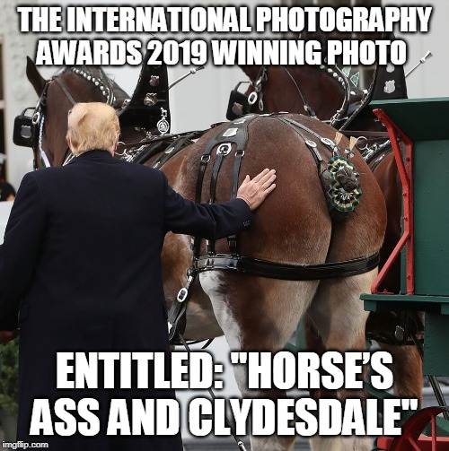 Horse's Ass and Clydesdale | THE INTERNATIONAL PHOTOGRAPHY AWARDS 2019 WINNING PHOTO; ENTITLED: "HORSE’S ASS AND CLYDESDALE" | image tagged in puns,trump,horse | made w/ Imgflip meme maker